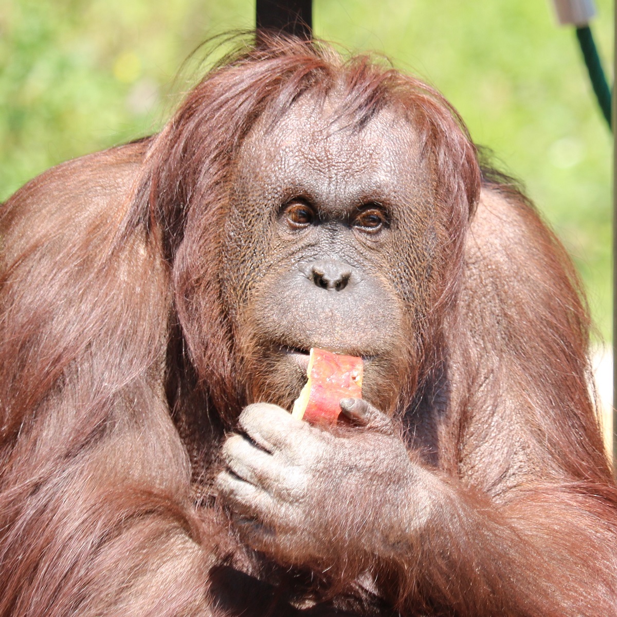 オランウータン3種類【ボルネオ・スマトラ・タパヌリ】をくらべてみよう zoo zoo diary